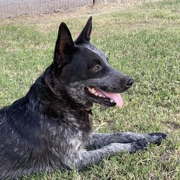 Joy - Australian Cattle Dog