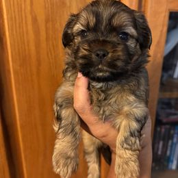 Orange Boy - Black gold and white male Shorkie puppy in San Tan Valley, Arizona from Great Mates