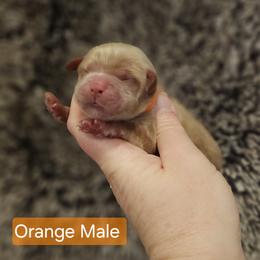 Orange Male - Red and white male Cockapoo puppy in Mocksville, North Carolina from Hunting Creek Farm & Kennel