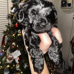 Yorkipoo Puppies from Anderson's Yorkiepoo
