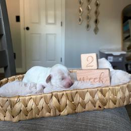 Olaf - Cream male Dachshund puppy in Modesto, California from Raws Doxies