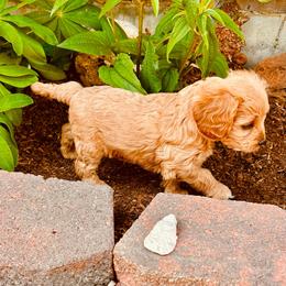 Bingo - Red female Cavapoo puppy in Colorado Springs, Colorado from Blue Cottage Farm Cavapoos