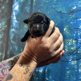 Vhagar - Black brindle female Dutch Shepherd puppy in Lawtey, Florida from Berserker Malinois Kennel