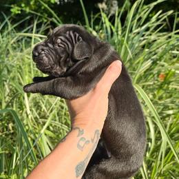 Pinot - Black male Great Dane puppy in Monroe County, Pennsylvania from Poke-A-Nose Danes