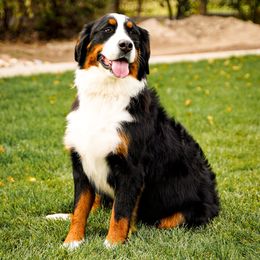 Rett - Bernese Mountain Dog