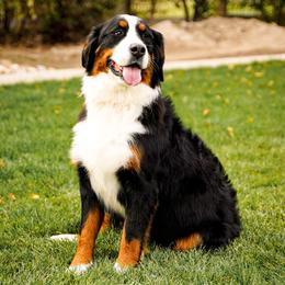 Rett - Bernese Mountain Dog