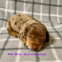 Ranger - Dapple male Dachshund puppy in Carlsbad, Texas from MV Mini Dachshunds