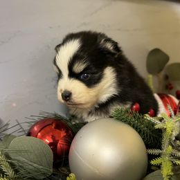 Ariya's boy2 - Black and white male Pomsky puppy in Enid, Oklahoma from Mile Hi Pomskies