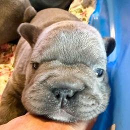 Brookhaven - Blue female French Bulldog puppy in Deer Park, Texas from Lots of Ropes French Bulldogs
