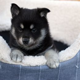 Evie Toy Size - Black female Pomsky puppy in Frazeysburg, Ohio from Mountain High Kennels