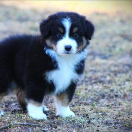 Gunner - Black tri male Miniature Australian Shepherd puppy in Menomonee Falls, Wisconsin from Hunt N Oaks