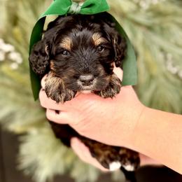 Boy 3 - Phantom male Bernedoodle puppy in Salt Lake County, Utah from Coco Avenue Pups