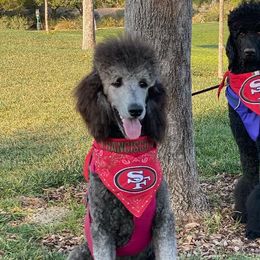 Poodles from Morgan’s Poodles