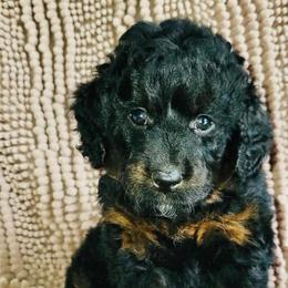 Butterfly-Phantom - Phantom female Goldendoodle puppy in Beecher, Illinois from Erica’s Doodles