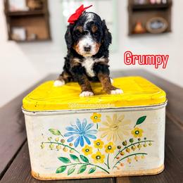 Grumpy - Tri-color female Bernedoodle puppy in West Haven, Utah from Split Mountain Doodles