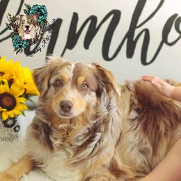 Bella - Miniature Australian Shepherd