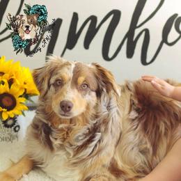 Bella - Miniature Australian Shepherd