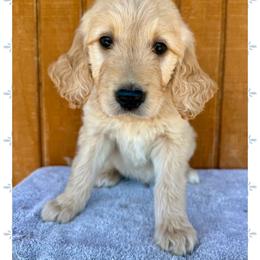 Simon - Cream male Goldendoodle puppy in Caddo Mills, Texas from Fire Wife Doodles