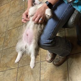 Pembroke Welsh Corgi Puppies from Cadenza Corgis