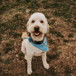 Emmie - Goldendoodle