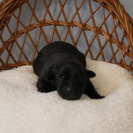 Shadow - Black male Labrador Retriever puppy in Buffalo Valley, Tennessee from Buffalo Valley Breeders