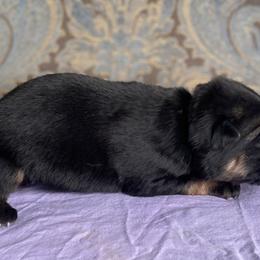 Purple collar girl - Black and red female German Shepherd puppy in Coleta, Illinois from Four Leaf Farm- Vom Vierblättriges Bauernhof