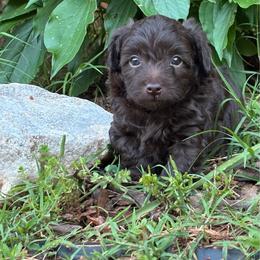 Ulysses - Brown and white male Aussiedoodle puppy in Oklahoma City, Oklahoma from Foneb Farm - The F1B Farm