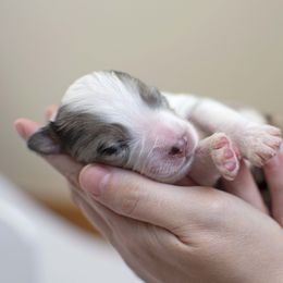 Australian Shepherd Puppies from Saddle Peak Aussies