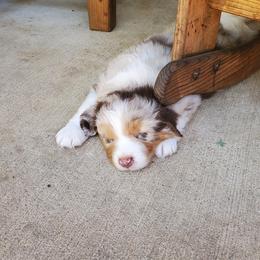 Australian Shepherd Puppies from Farmstead Aussies