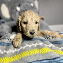 Cockapoo and Goldendoodle Puppies from Capital Doodles