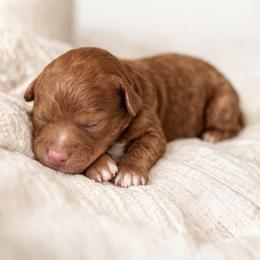 Sunny - Red  female Goldendoodle puppy in Oak Hills, California from High Desert Doodles