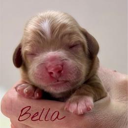 Bella - Buff female Cockapoo puppy in Mocksville, North Carolina from Little Bear Doodles