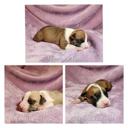 American Staffordshire Terrier Puppies from Homegrown Amstaffs