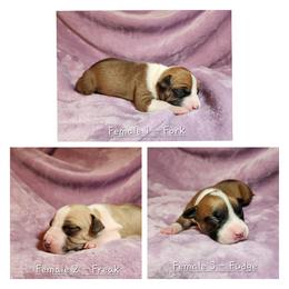 American Staffordshire Terrier Puppies from Homegrown Amstaffs