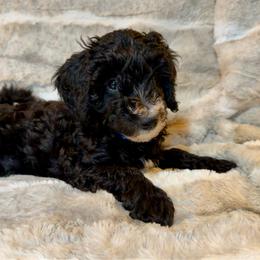 Boy 1 Chip - Parti male Goldendoodle puppy in Kearneysville, West Virginia from Daydreamer
