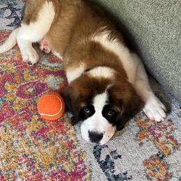 Saint Bernard Puppies from Magnolia Saint Bernards