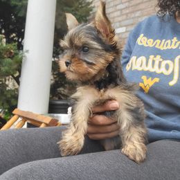 Great Dane and Yorkshire Terrier Puppies from Chuck City Danes