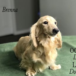 Brenna - Dachshund