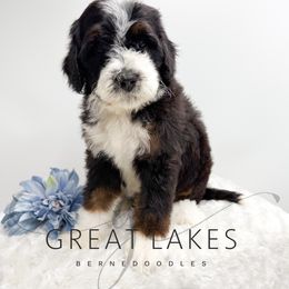Candle - Tri-color male Bernedoodle puppy in Baroda, Michigan from Great Lakes Bernedoodles
