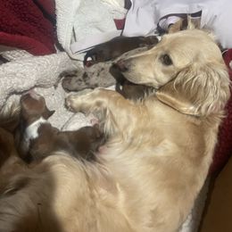 Charolett - Dachshund