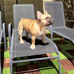 Stewie - French Bulldog
