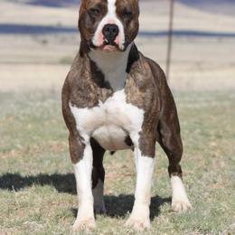 Pepsi - Red brindle female American Pit Bull Terrier puppy in Nine Mile Falls, Washington from Bartin Kennels