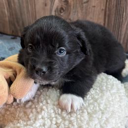 Gunnar - Black & white male Miniature Australian Shepherd puppy in Geary, Oklahoma from Helm Farms Aussies