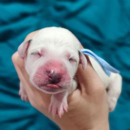 Triton - White and black male Dalmatian puppy in Gray, Georgia from Fuller Spots