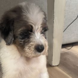 Aussiedoodles from Ridgeway Doodles