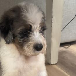 Aussiedoodles from Ridgeway Doodles