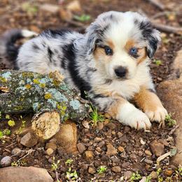 Full Tail - Coda - Blue merle Miniature Australian Shepherd puppy in Mc Alester, Oklahoma from Angel's Aussies