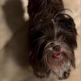 MoKah - Yorkshire Terrier