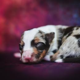 Border Collie and Maremma Sheepdog Puppies from 2J 2K Border Collies
