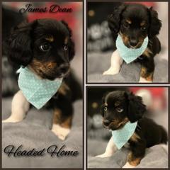 James Dean - Tri-color male Double Doodle puppy in Prescott Valley, Arizona from Ramirez Family Doodles